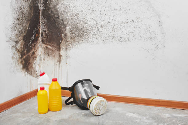 Best Preventive Mold Services in Elk Ridge, UT