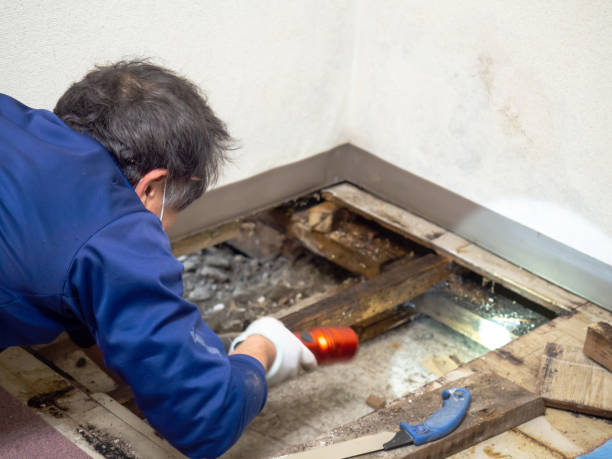 Best Black Mold Remediation in Elk Ridge, UT