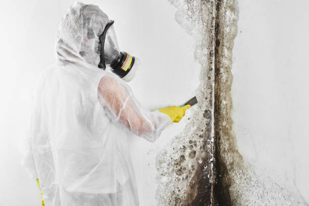 Best Attic Mold Remediation in Elk Ridge, UT