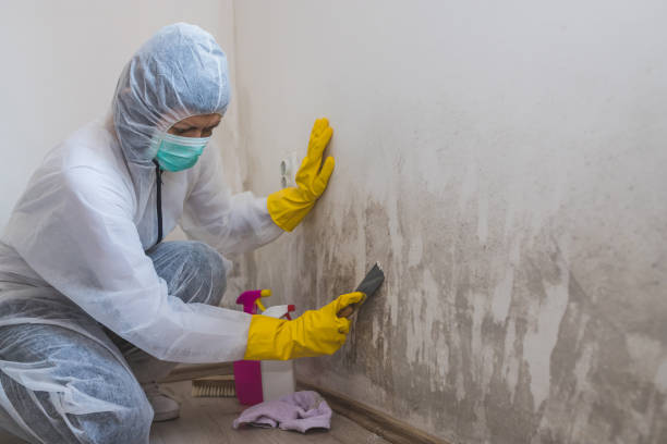 Best Emergency Mold Remediation in Elk Ridge, UT