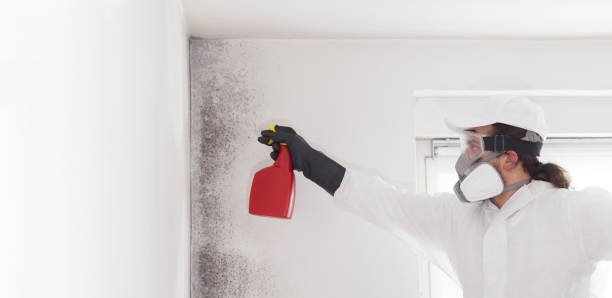 Best DIY Mold Remediation Support Services in Elk Ridge, UT