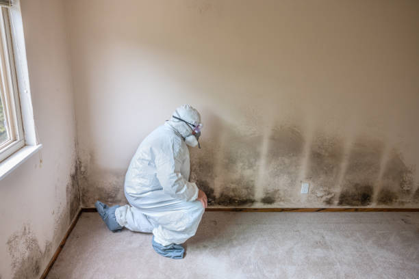 Best Basement Mold Remediation in Elk Ridge, UT