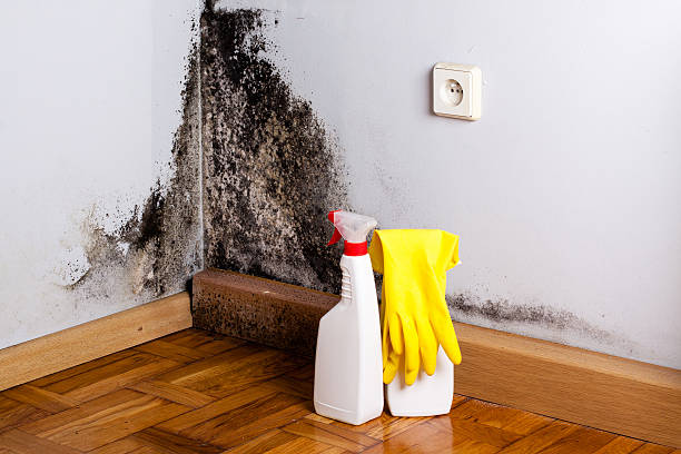 Best Post-Flood Mold Remediation in Elk Ridge, UT