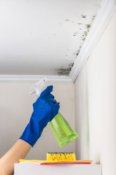 Best White Mold Remediation in Elk Ridge, UT
